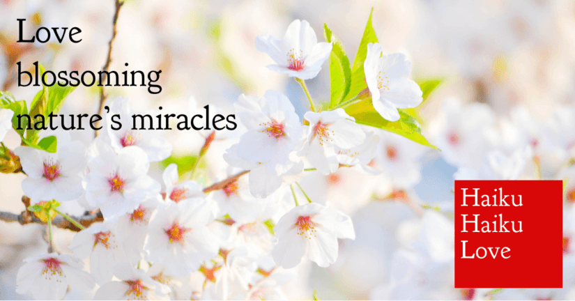 Love · Haiku Haiku Love